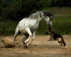 939815__animals-dog-horse_p.jpg
