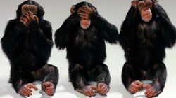 monkeys-blind-deaf-dumb-improvisation-2556792.jpg