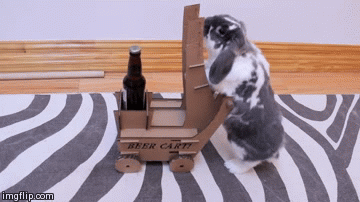 training-our-rabbit-to-deliver-beer-imgur-gif.gif