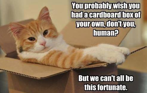 cats-and-boxes.jpg