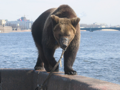 1200px-Bear_(Ursus_arctos)_in_St_Petersburg%2C_April_2005.jpg