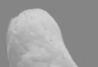 1754070558055.gif