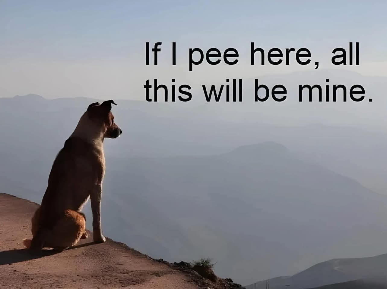hund.jpg