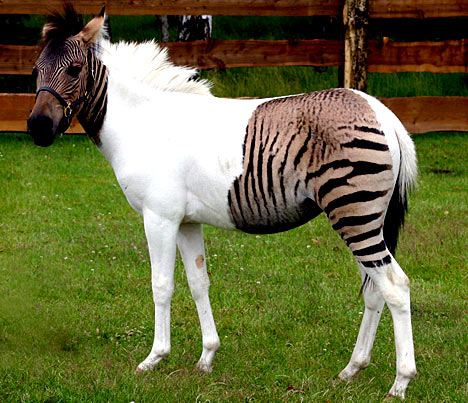 Zorse.jpg