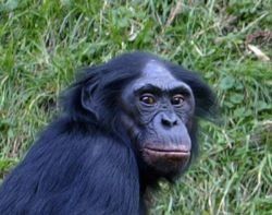 250px-Bonobo-Head.jpg