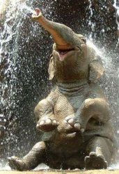 happy-elephant.jpg