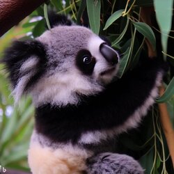 koala panda 06.jpg
