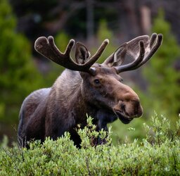 A-moose-moose-in-the-forest-Fort-Collins-Colorado-United-States-U.jpg