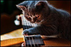 Slideguitar 12 cat.jpg