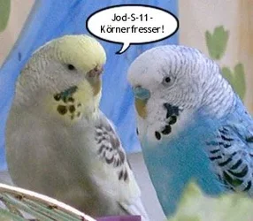 jods11.webp