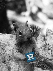 squirrel_recordingde.jpg