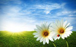 white_flowers_wallpaper_wide-wide.jpg