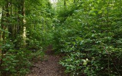 Waldlauf_16-10.jpg