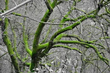 Wald_01_001.webp