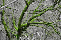 Wald_01_001.jpg