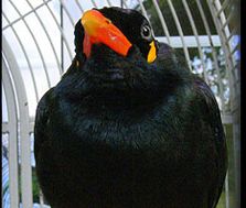 beo-mini.jpg