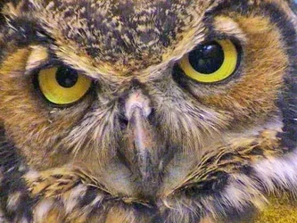 Horned-Owl-571.webp