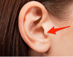 Ear.png