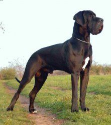 Dogge.jpg