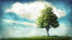 tree_alone.jpg