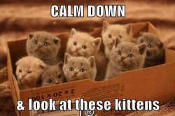 calm-down.jpg
