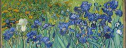 1260-iris.jpg
