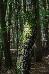 DSC_7529.jpg