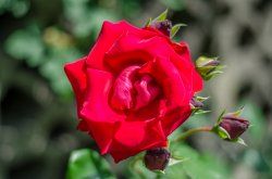 DSC_7707.jpg