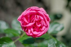 DSC_7709.jpg