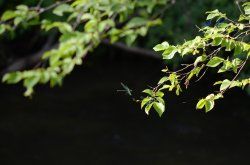 DSC_7287.jpg