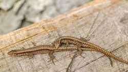 DSC_8132-2.jpg