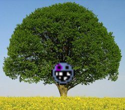 baum.jpg