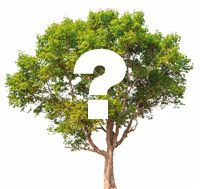 baum.jpg