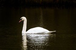 DSC_0008-2.jpg