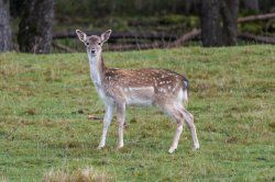 DSC_0013.jpg