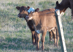 Cow&amp;Cow.png