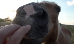 Digi&amp;Pferd.png