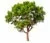 baum.webp