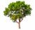 baum.jpg