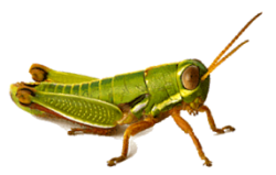 locust.png