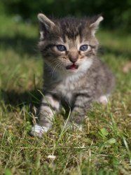 Katzenkind 1 S.jpg