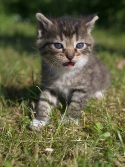 Katzenkind 1 S.webp