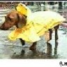 raindog