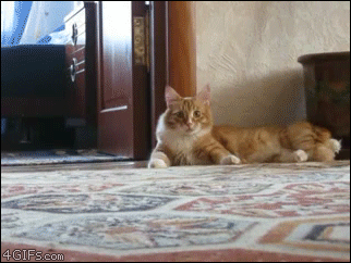 Creeper-cat-walks-hind-legs.gif
