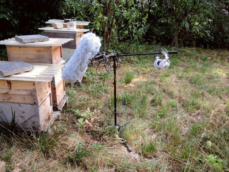 Bienchen3-800x600.jpg