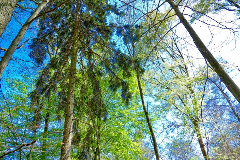 Fieldre-Wald-800x533.jpg