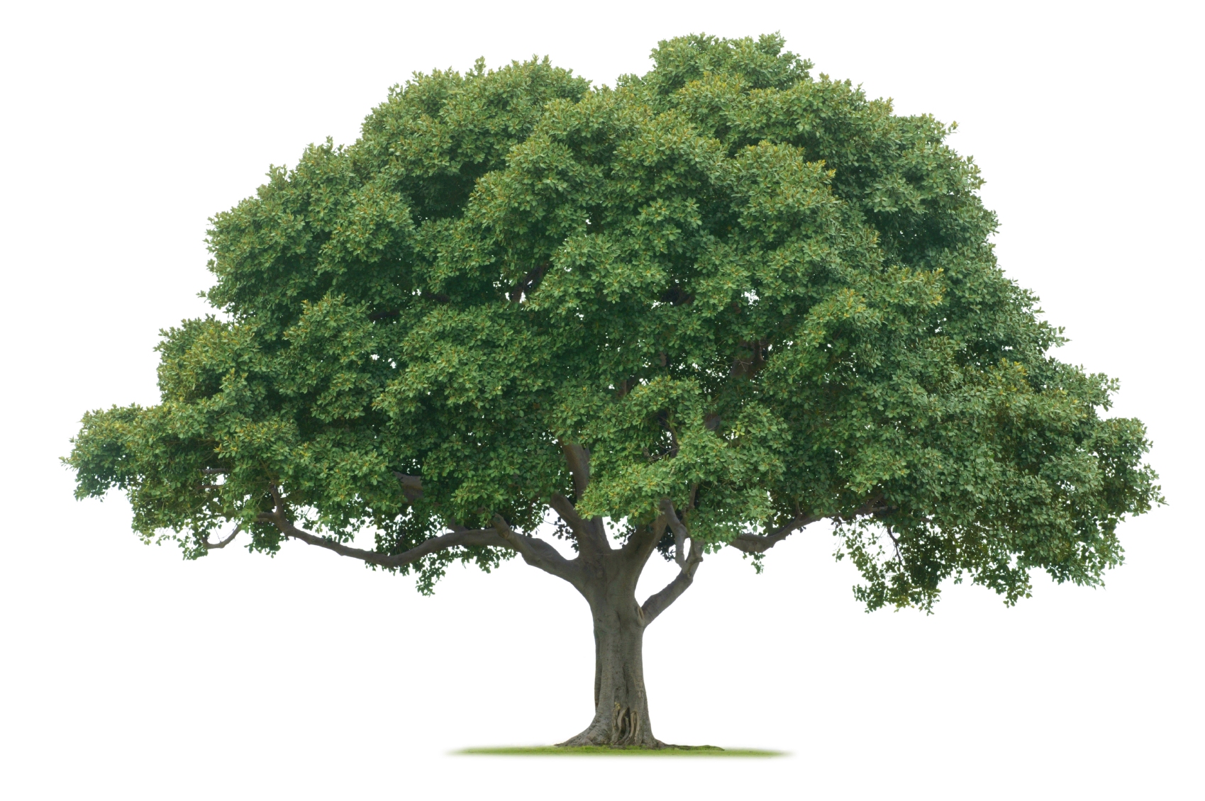 baum1.jpg