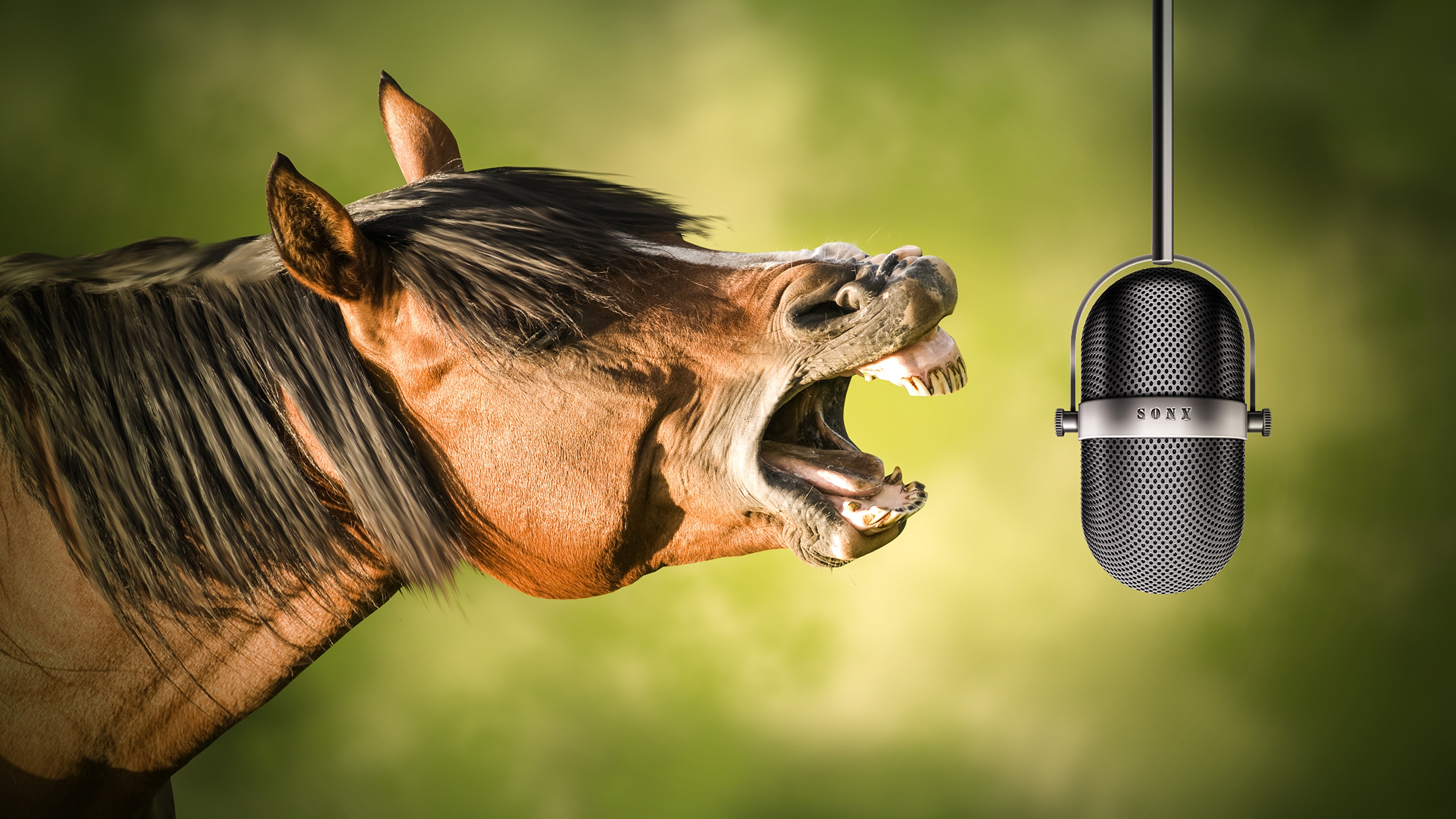 Horses_Microphone_Funny_Head_546839_3840x2160.jpg