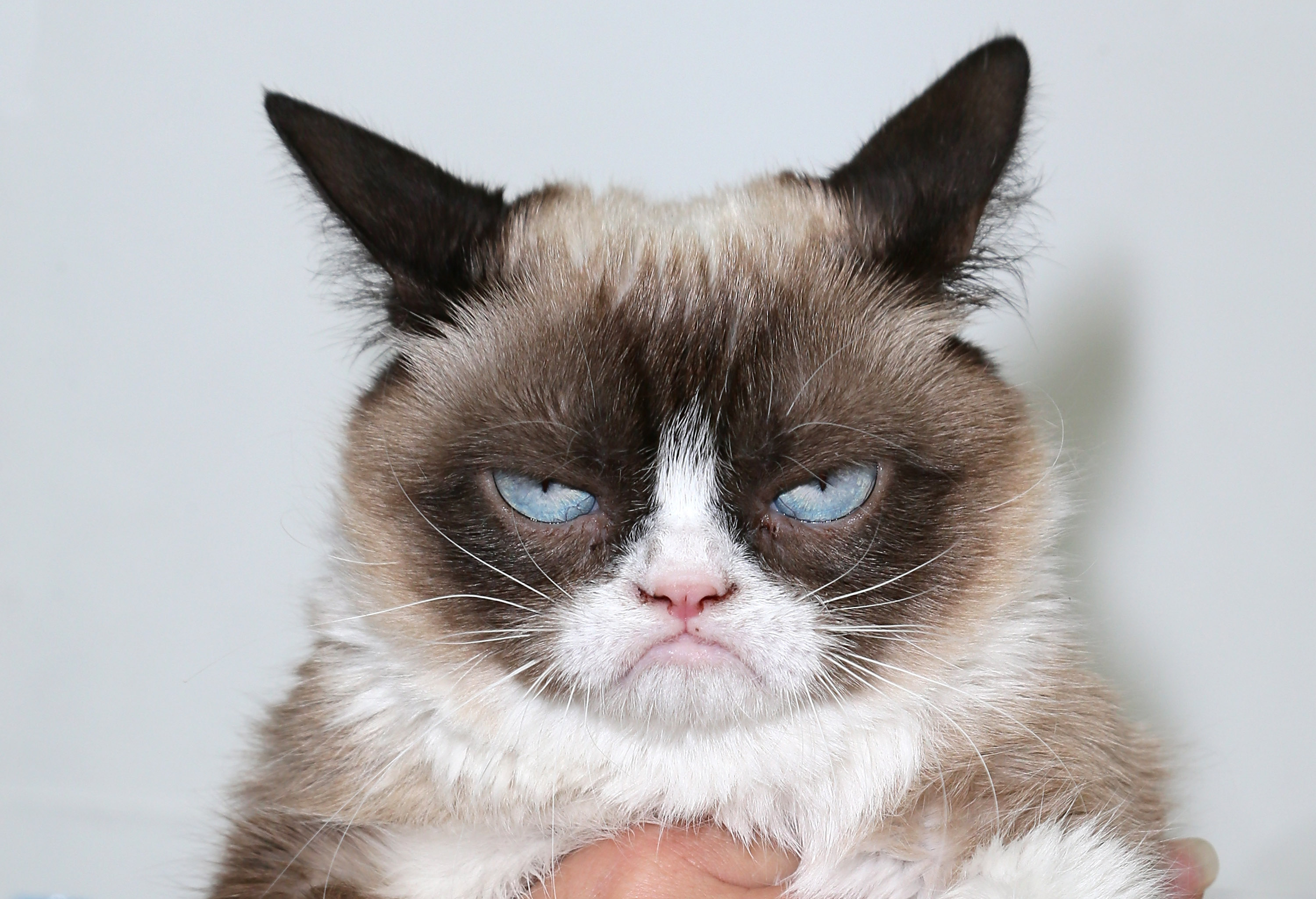 More-Grumpy-Cat.jpg