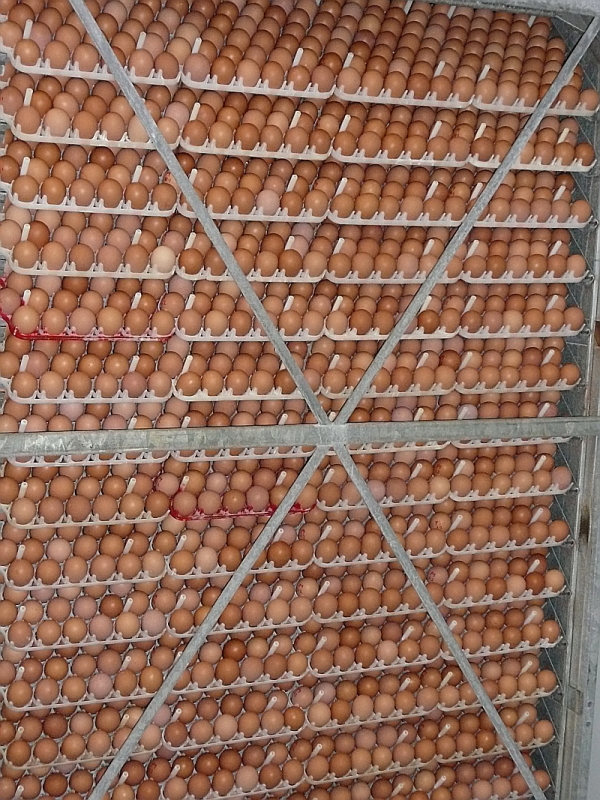 Fertlie_egg_storage.jpg